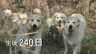 アイン村  チロの子生後240日目  リロが来ました！（GoldenRetriever）