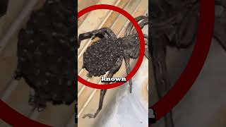 Don't touch this SPIDER! 😬