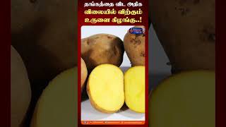 தங்கத்தை விட அதிக விலையில் விற்கும் உருளை கிழங்கு! #potato #gold #goldrate #goldratetoday