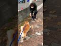 柴犬福 おばあさんと再会する柴犬🤣grandma and dog shorts dogshorts funny shibainu 柴犬 comedy 시바견