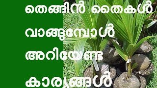 തെങ്ങിൻ തൈകൾ വാങ്ങുമ്പോൾ അറിയേണ്ട കാര്യങ്ങൾ How to Choose a Good Coconut Plant