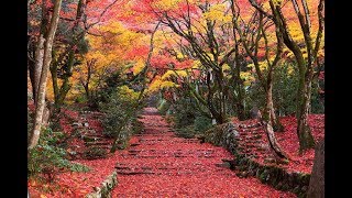 空撮！　日本一の紅葉名所「鶏足寺」（ドローン空撮　4ｋ）