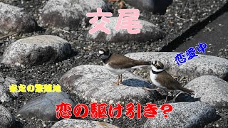 【交尾】コチドリ　'23.04.04【野鳥】