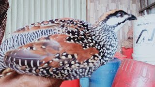 របៀបចិញ្ចឹមសត្វទទា Chinese Francolin