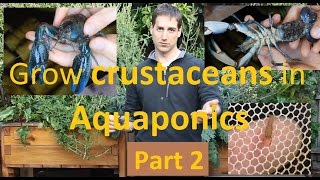 How to Grow crustaceans in Aquaponics Part 2