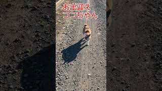 お出迎えココちゃん211s #shorts #猫 #ねこ