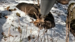 【狩猟】ずっとお尻を見せる鹿！アゴを粉砕してしまった