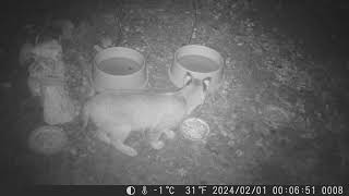 2024 0201 bobcat checks out the food and water