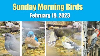 Bluebirds, Goldfinches, and Woodpeckers | Sunday Morning Birds (with IDs)