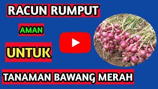 Herbisida untuk tanaman bawang merah || obat rumput bawang merah