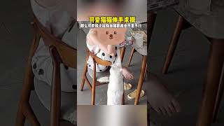 可爱猫猫伸手求摸 #猫咪 #可爱 #猫抓板