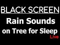 Rain Sounds on Tree for Sleeping Black Screen Help Insomnia Deep Sleep.