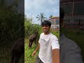 പോത്തിനെ വാങ്ങി🐂