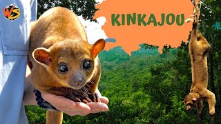 Honey Bear Secrets: Discovering the Chaotic World of Kinkajous