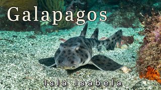 The Galapagos, Scuba Diving Point Vicente Roca, Isla Isabela