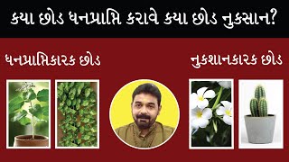 કયા છોડ ધનપ્રાપ્તિ કરાવે - કયા છોડ નુકસાન ?Kaya chod  Ghar Ma laxmi laave: vastu shastra money plant