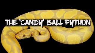The 'Candy' Ball Python Morph!