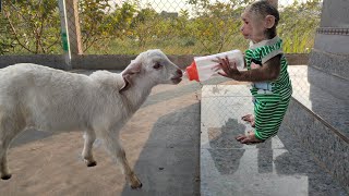 Cutis helps dad take care of baby goat