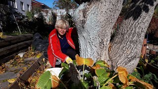 Лучше побелить садовые деревья осенью 🍁🌳Медный купорос и известь пушенка для осенней побелки.