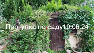 Начинается цветение пионов, роз, ирисов, красивый сад в Подмосковье 10.06.24