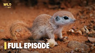 Secrets of Squirrels | Full Episode | Nature documentary