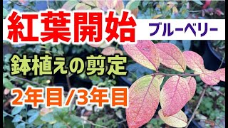 ブルーベリー栽培　【重要】挿木した木を大きくする剪定　2年目3年目　鉢植えの冬剪定方法はすぐ終わります。