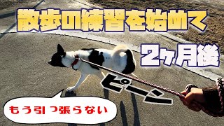 犬の引っ張り癖を直したい！犬の散歩の練習を2ヶ月やった結果