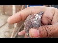 kabootar aa gaye khokhar pigeon club haider pigeon club lari adda kabootar mandi chirimari