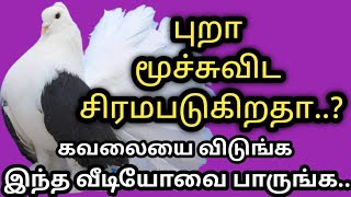 புறா மூச்சு விட முடியாமல் சிரமபடுகிறதா.? எளிதில் குணமாக்கலாம்