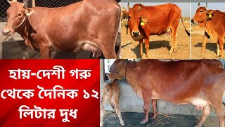 আধুনিক খামার-দেশি গাভী থেকে প্রতিদিন দুধ নিন ১০-১২ লিটার ।খরচ কম লাভ বেশি আমাদের দেশি গাভী |#cow