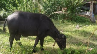 പോത്ത് വിൽപ്പനക്ക്‌ ആലപ്പുഴ buffelo farming Kerala #anwarkerala