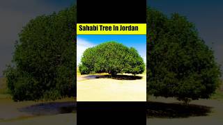 Sahabi tree in Jordan #youtubeshorts #shorts