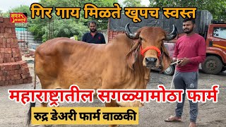 फक्त २०.००० रुपयात गिर गाय खूपच स्वस्त गिर गाय #गिरगाय #gircowprice#gir#cow#सफरबाजाराची