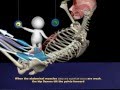 The Proper Technique for a Sit-Up: 3D Animation of Muscles in Motion