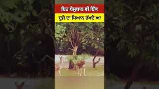 ਦੇਖੋ ਵਾਹਿਗੁਰੂ ਦੇ ਰੰਗ #shortvideos