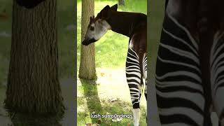 Okapis: The Hidden Jewels of the Rainforest #shorts