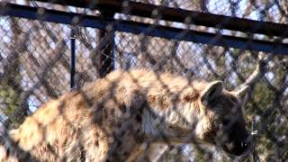 エサンドワ♡なんて愛らしいお顔♡千葉市動物公園　ブチハイエナ