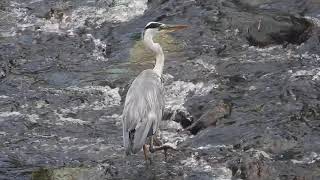 アオサギGrey heron（青鷺、蒼鷺、Ardea cinerea）鳥綱ペリカン目サギ科アオサギ属　DSCN5422