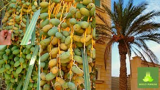 Dates tree in Abudhabi/பேரிச்சை பழம் மரம்/Abu dhabi/Tamil vlog