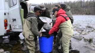 Pêche et protection du taimen en Mongolie