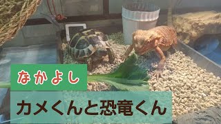 仲良しヘルマンリクガメとフトアゴヒゲトカゲ