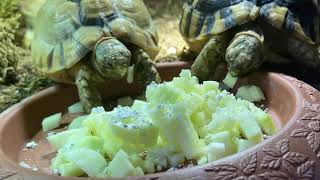 #12 Testudo Kleinmanni - eating zucchini