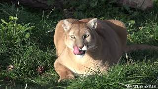 Puma en 4K- Cougar 4K