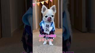 おやつを増やしてほしいチワワさん #shorts #チワワ #コスプレ #犬 #dog #chihuahua #おやつ