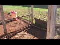 Chicken Coop Updates  Keeping backyard chickens and nesting boxes functional