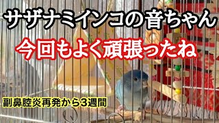 サザナミインコ副鼻腔炎再発から3週間。こんな感じでした