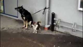 Två Hundar Skäller ut Samson på Staden!