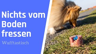 So gewöhnst du deinem Hund ab, Dinge vom Boden zu fressen 🔥