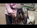 praneet sheep farm biggest sheep bakra విత్తన పొట్టేళ్లు పెద్ద పొట్టేళ్ల పెంపకం