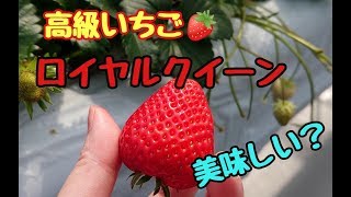 【高級いちご】ストロベリーガーデン【ロイヤル】いちご狩り何個食べた？😁